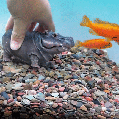 Hippo in fish tank