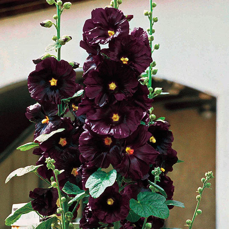 Hollyhock (Alcea rosea) 'Halo Purple