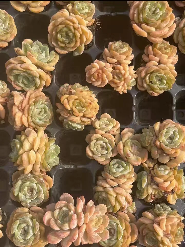 plant Aeonium Echeveria Haworthia  Caudex  Lithops Cactus  Agave 