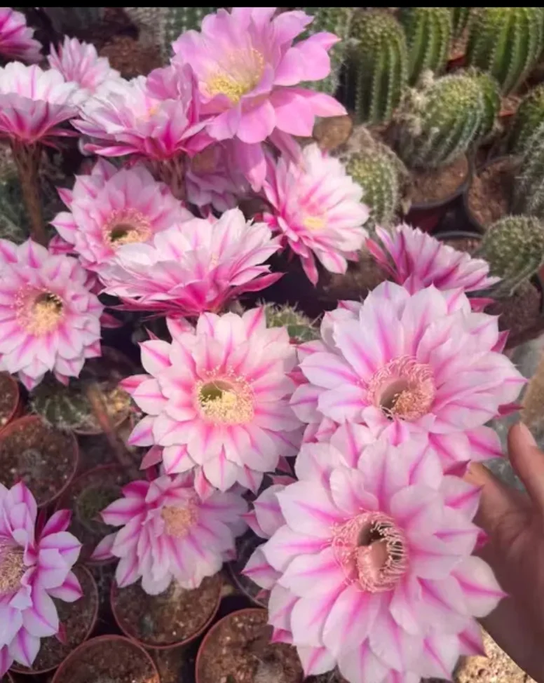 plant Aeonium Echeveria Haworthia  Caudex  Lithops Cactus  Agave 