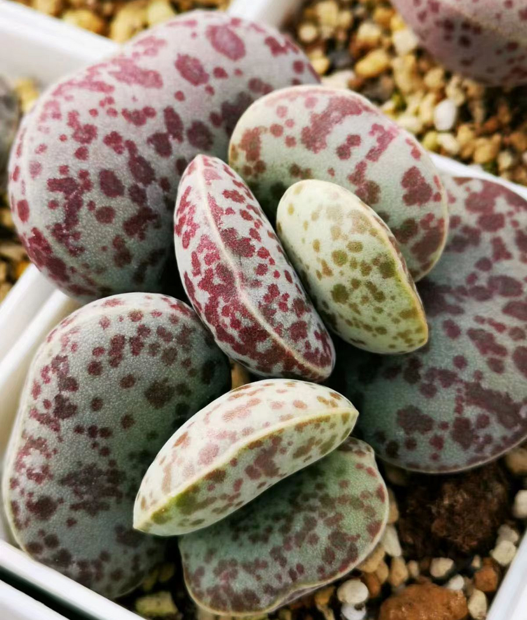 plant Aeonium Echeveria Haworthia  Caudex  Lithops Cactus  Agave 