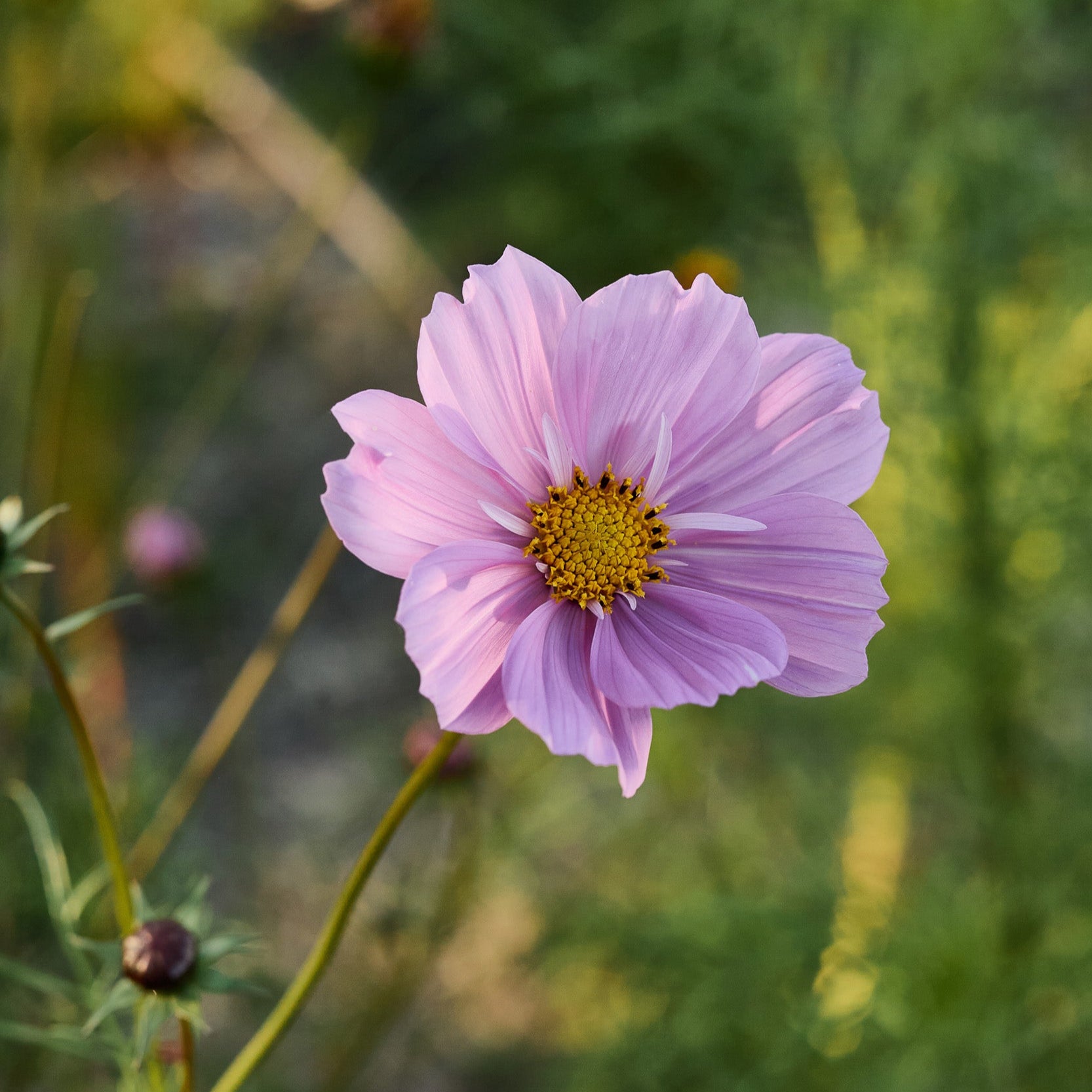 Cosmos Sensation Pinkie Rose Flower | X 50 Seeds