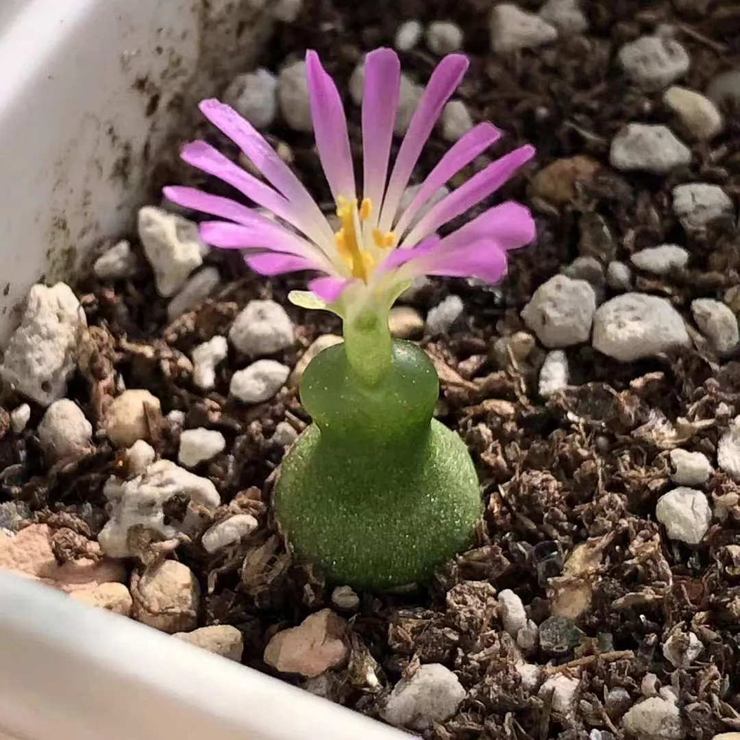 plant Aeonium Echeveria Haworthia  Caudex  Lithops Cactus  Agave 