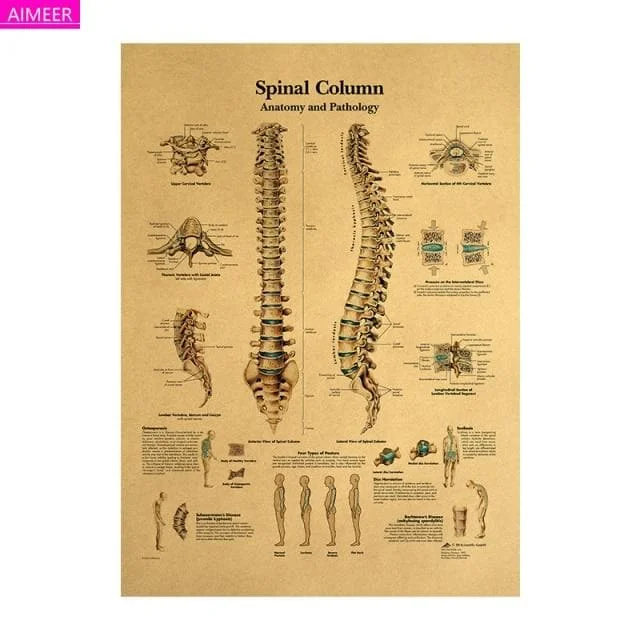 Dark Academia Vintage Human Body Illustration SP16384