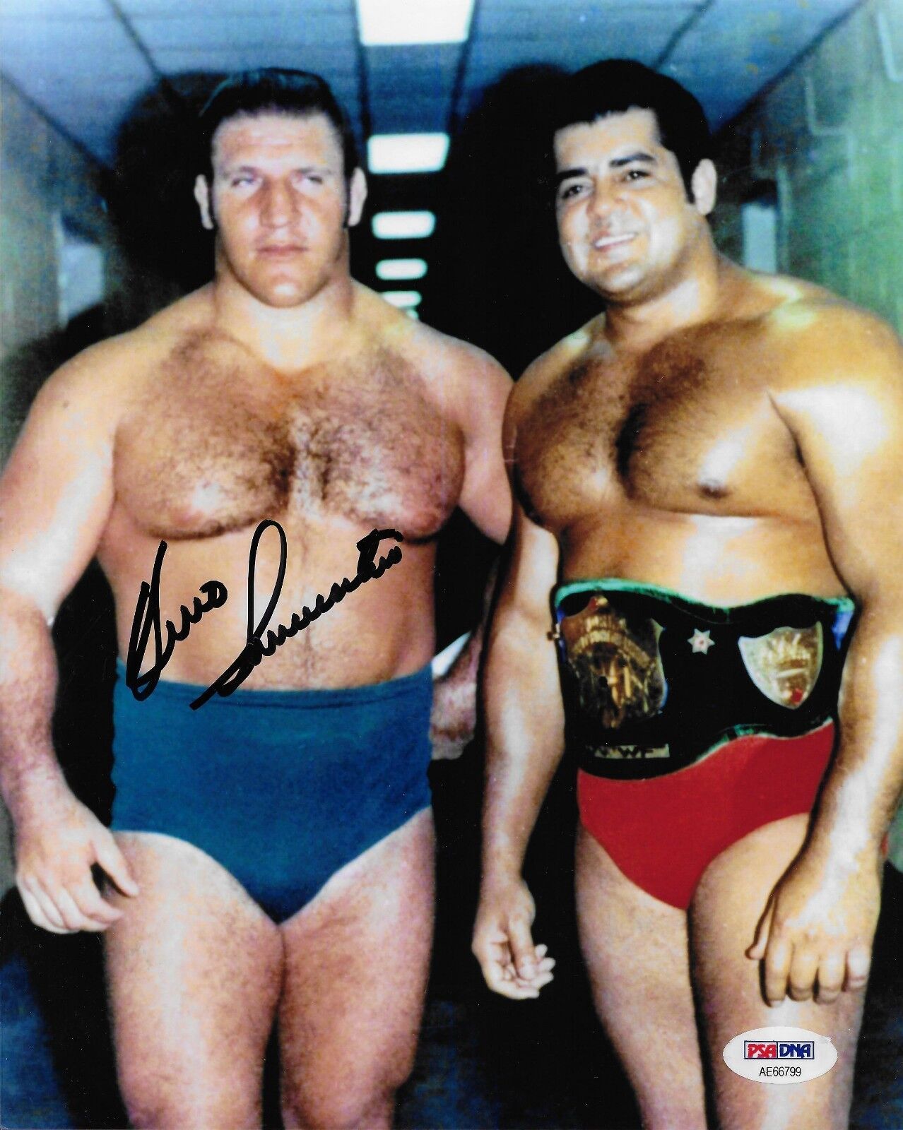 BRUNO SAMMARTINO WWF WWE LEGEND SIGNED AUTOGRAPH 8X10 Photo Poster painting #2 PSA/DNA COA