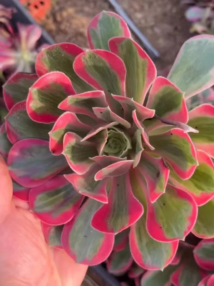 plant Aeonium Echeveria Haworthia  Caudex  Lithops Cactus  Agave 