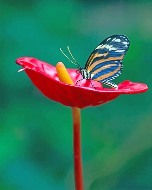

Red Flower Butterfly – Paint By Numbers - 40*50CM, 501 Original
