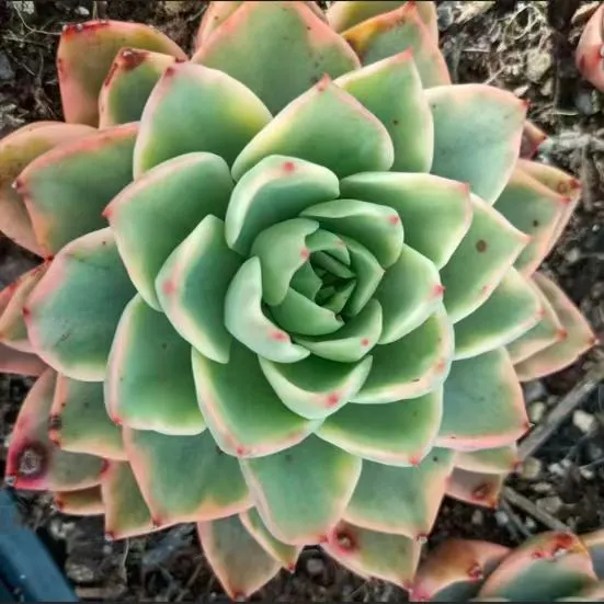 plant Aeonium Echeveria Haworthia  Caudex  Lithops Cactus  Agave 
