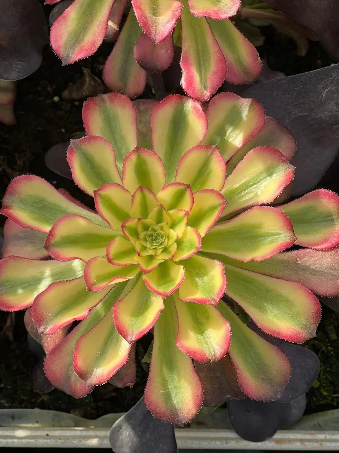 67. Bronze  Bird Platform single head and cutting / Aeonium plants / Garden landscape / Carefully select healthy plants