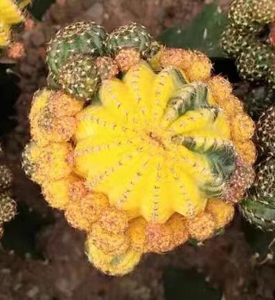 plant Aeonium Echeveria Haworthia  Caudex  Lithops Cactus  Agave 