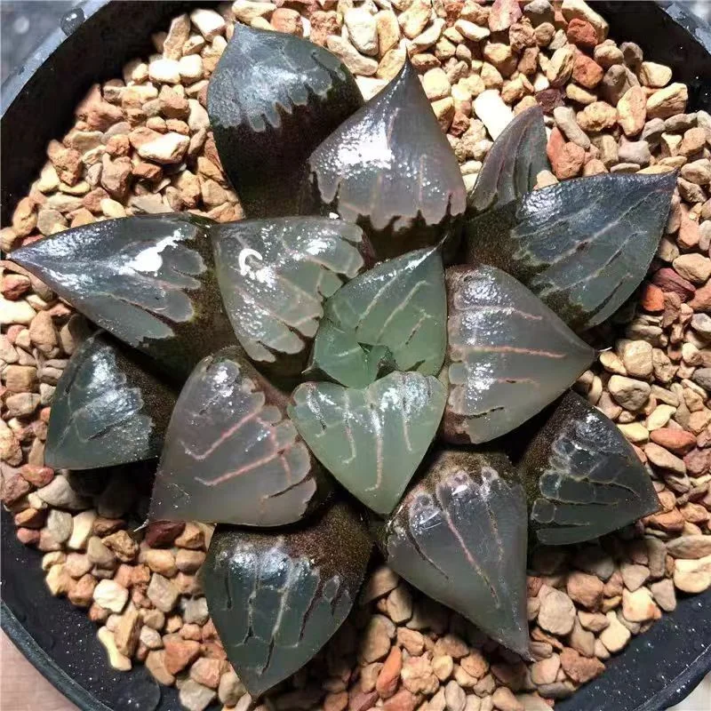 cy18.Haworthia 'Aboukyuu' 6-7cm/ Haworthia/ Succulent plants / Garden landscape / Carefully select healthy plants