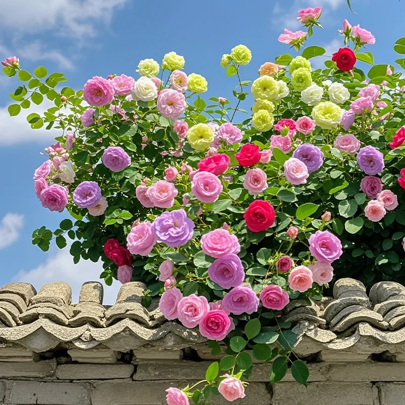 💐Five Color Roses - Climbing Rose🌹