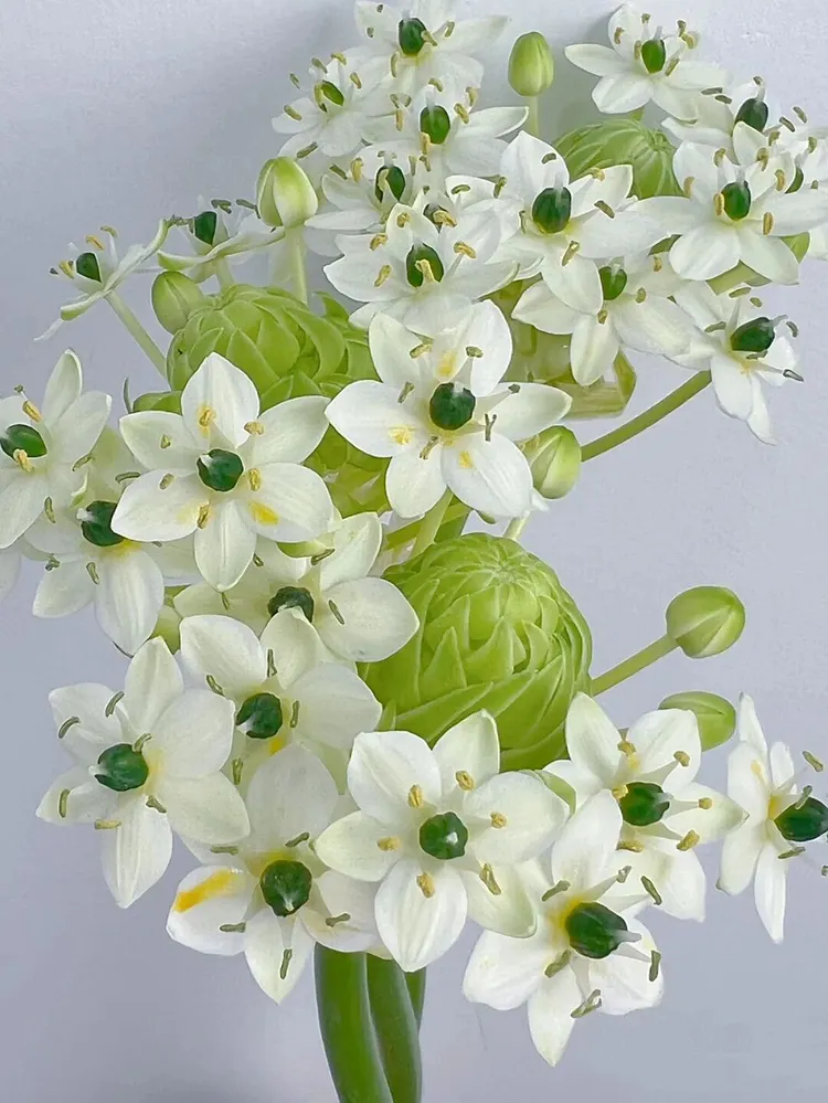 Star of Bethlehem