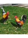 2PCS Chicken Sculpture Ornamental Rooster Decor Garden Statue Acrylic for Easter
