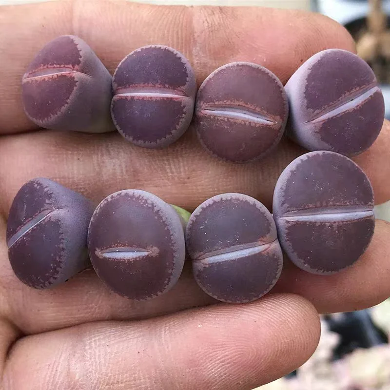 plant Aeonium Echeveria Haworthia  Caudex  Lithops Cactus  Agave 