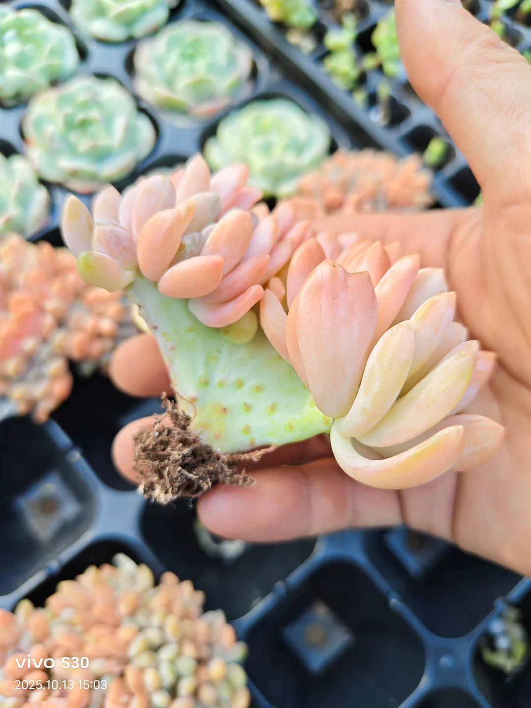 plant Aeonium Echeveria Haworthia  Caudex  Lithops Cactus  Agave 