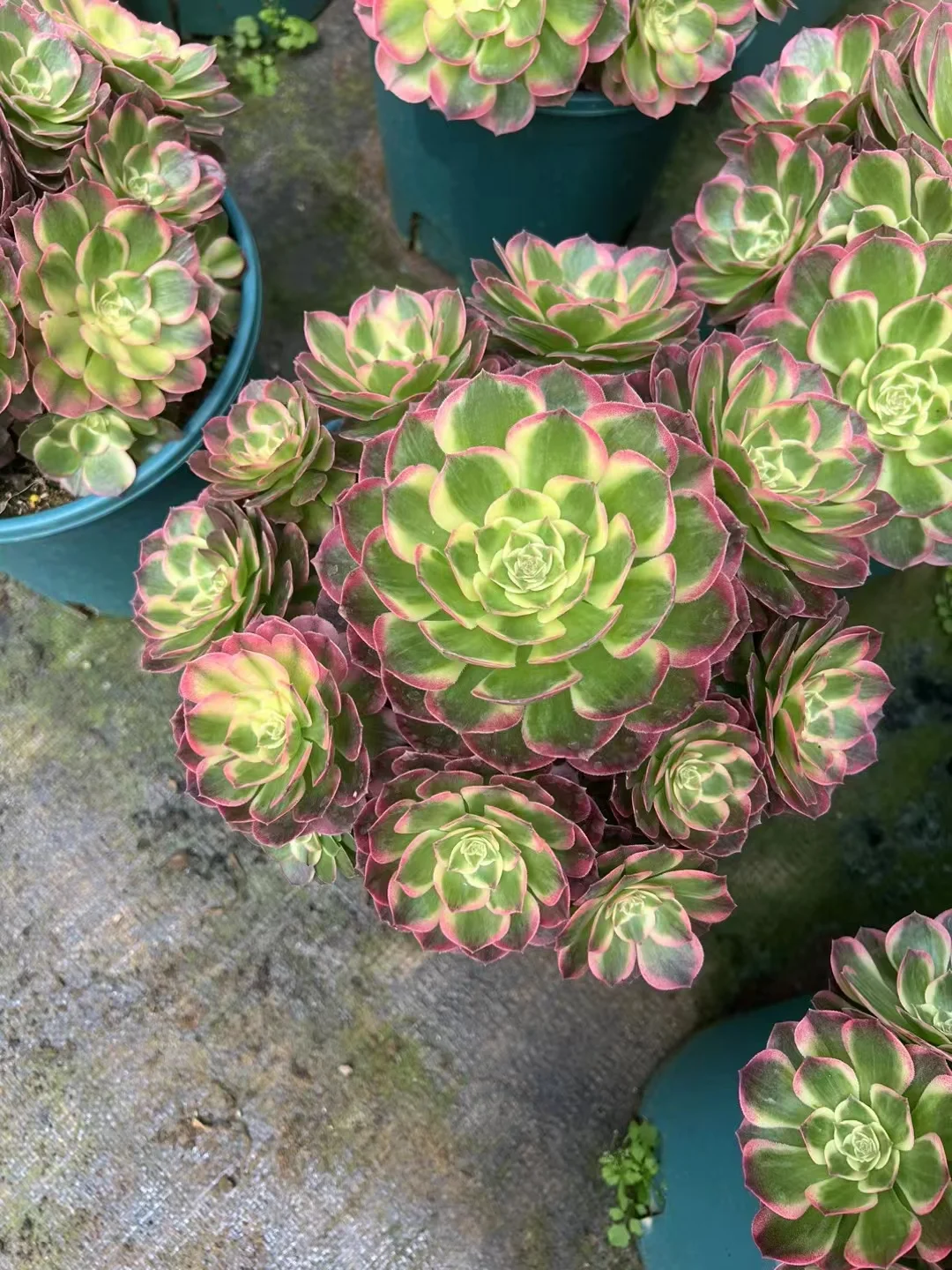 415. Green Qing Cheng  cluster 12-15cm 8 heads  /Aeonium cluster/ Aeonium plants / Garden landscape / Carefully select healthy plants