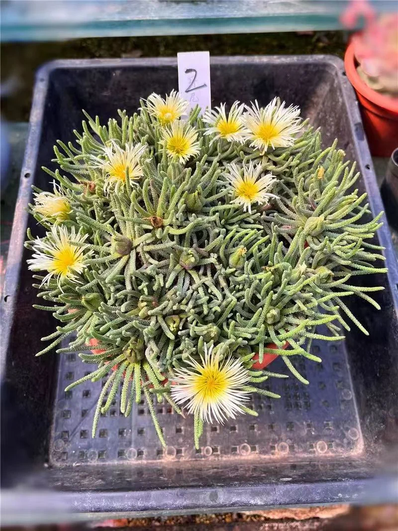 plant Aeonium Echeveria Haworthia  Caudex  Lithops Cactus  Agave 