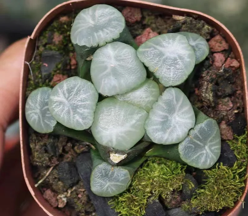 hts6.Haworthia maughanii'Shirofuji 5-6cm/ Haworthia/ Succulent plants / Garden landscape / Carefully select healthy plants