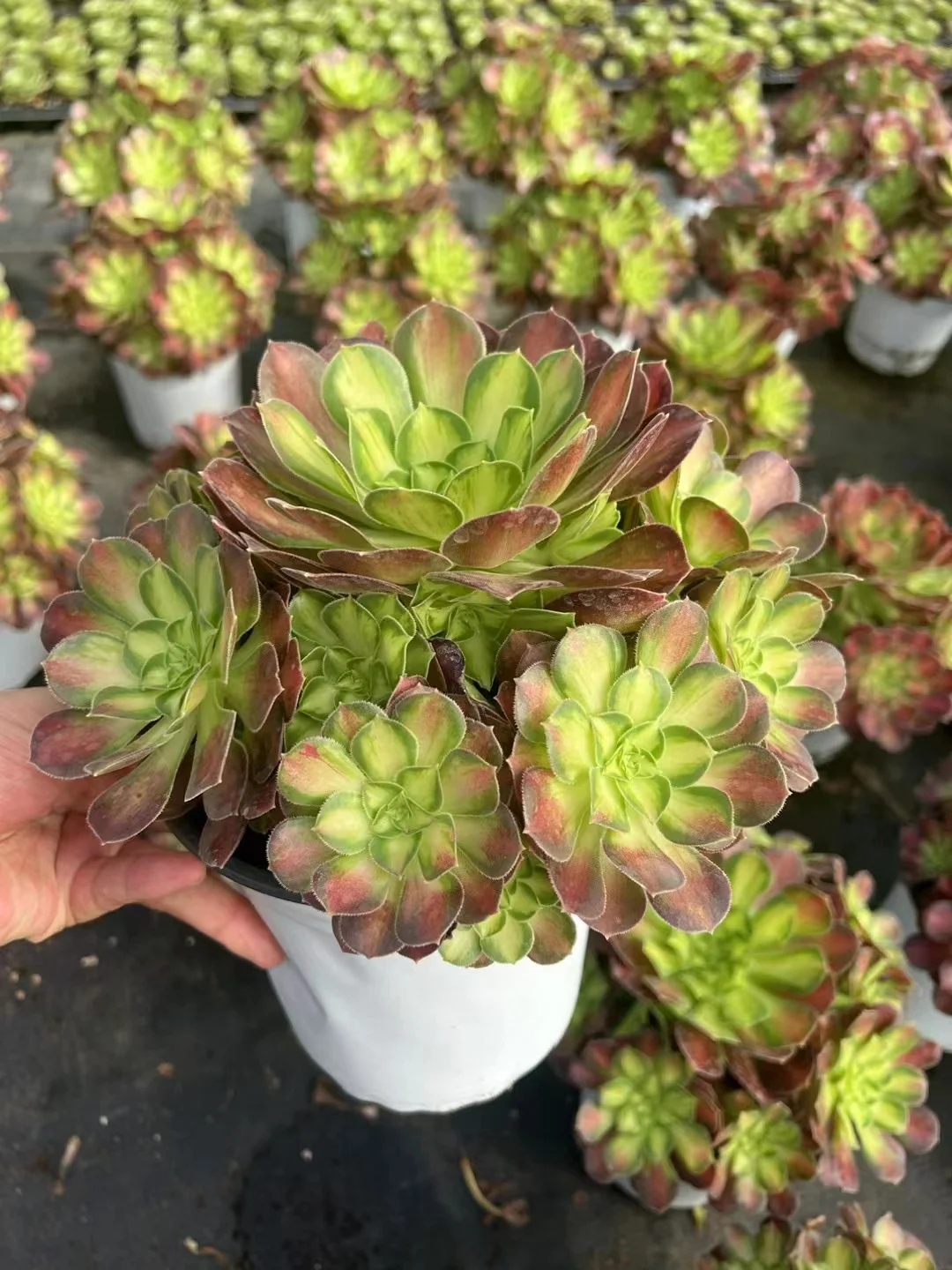 plant Aeonium Echeveria Haworthia  Caudex  Lithops Cactus  Agave 