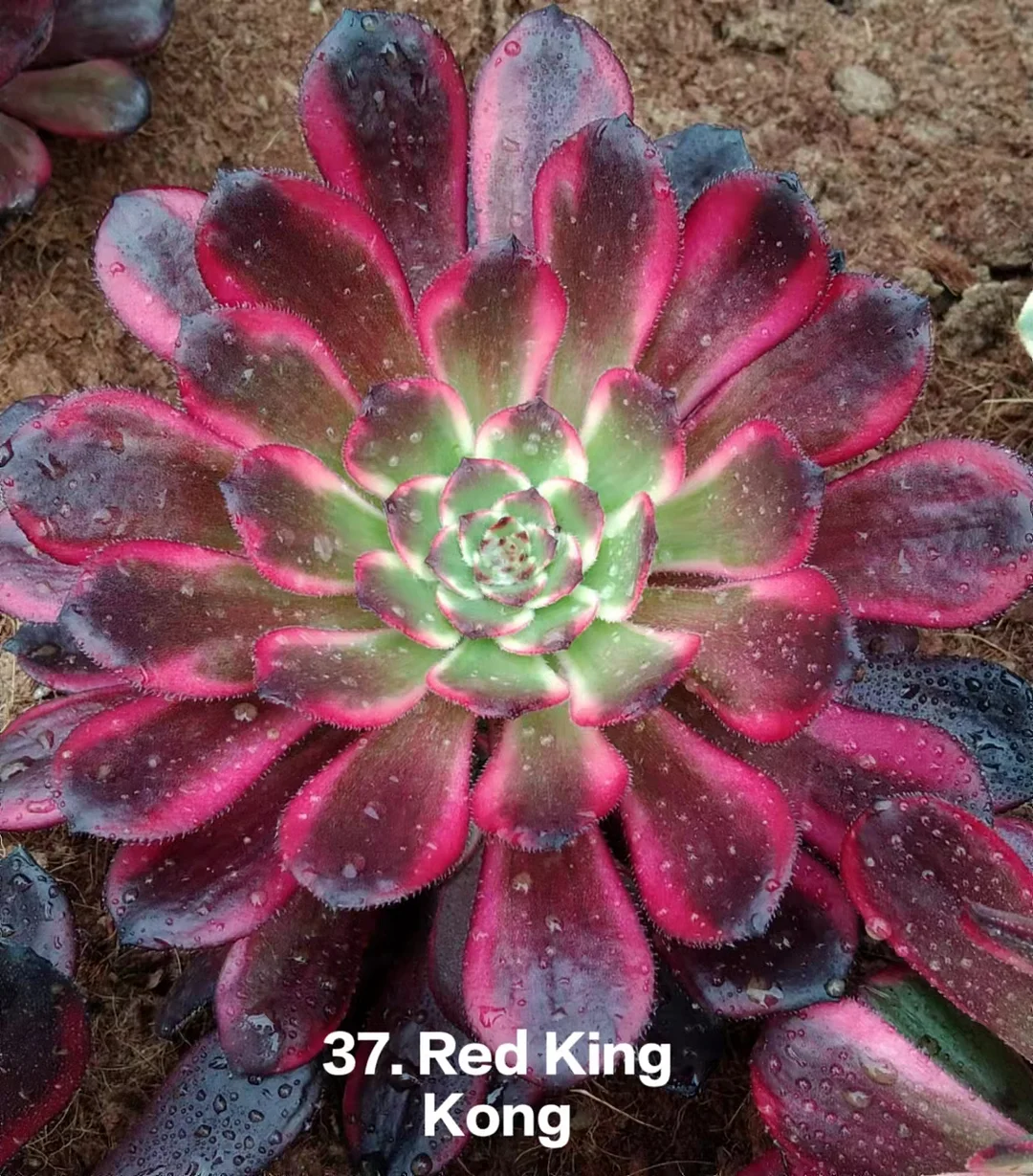 Aeonium single head