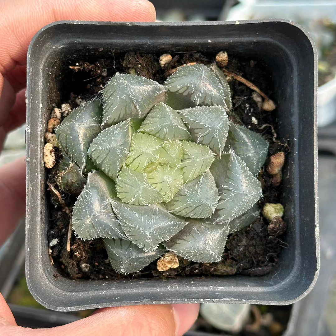 bjbm56.Haworthia Cooperi Nubila' (aka 'Snoopy') 4-5cm / Haworthia/ Succulent plants / Garden landscape / Carefully select healthy plants