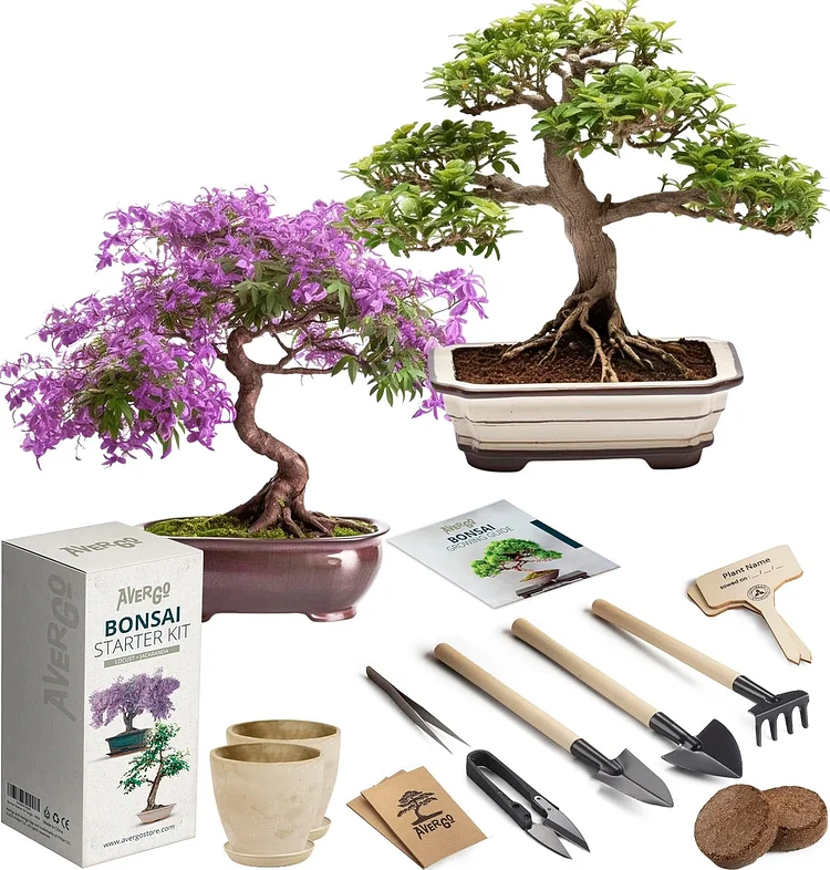 Locust Bonsai Tree Seeds Complete Bonsai Starter Kit 