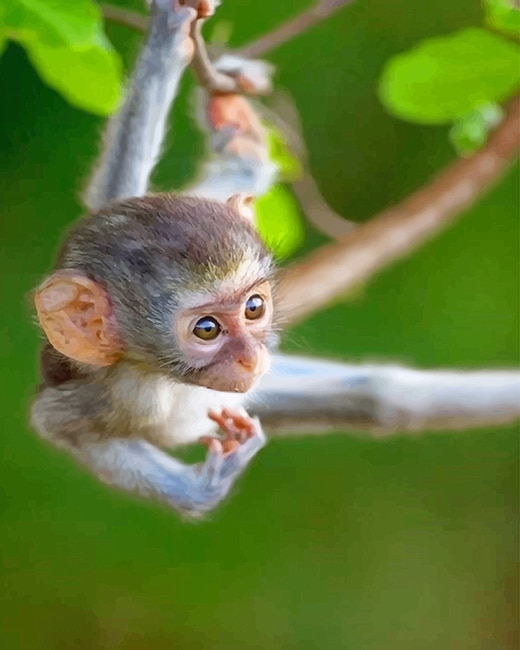 

Baby Monkey – Paint By Numbers - 40*50CM, 501 Original
