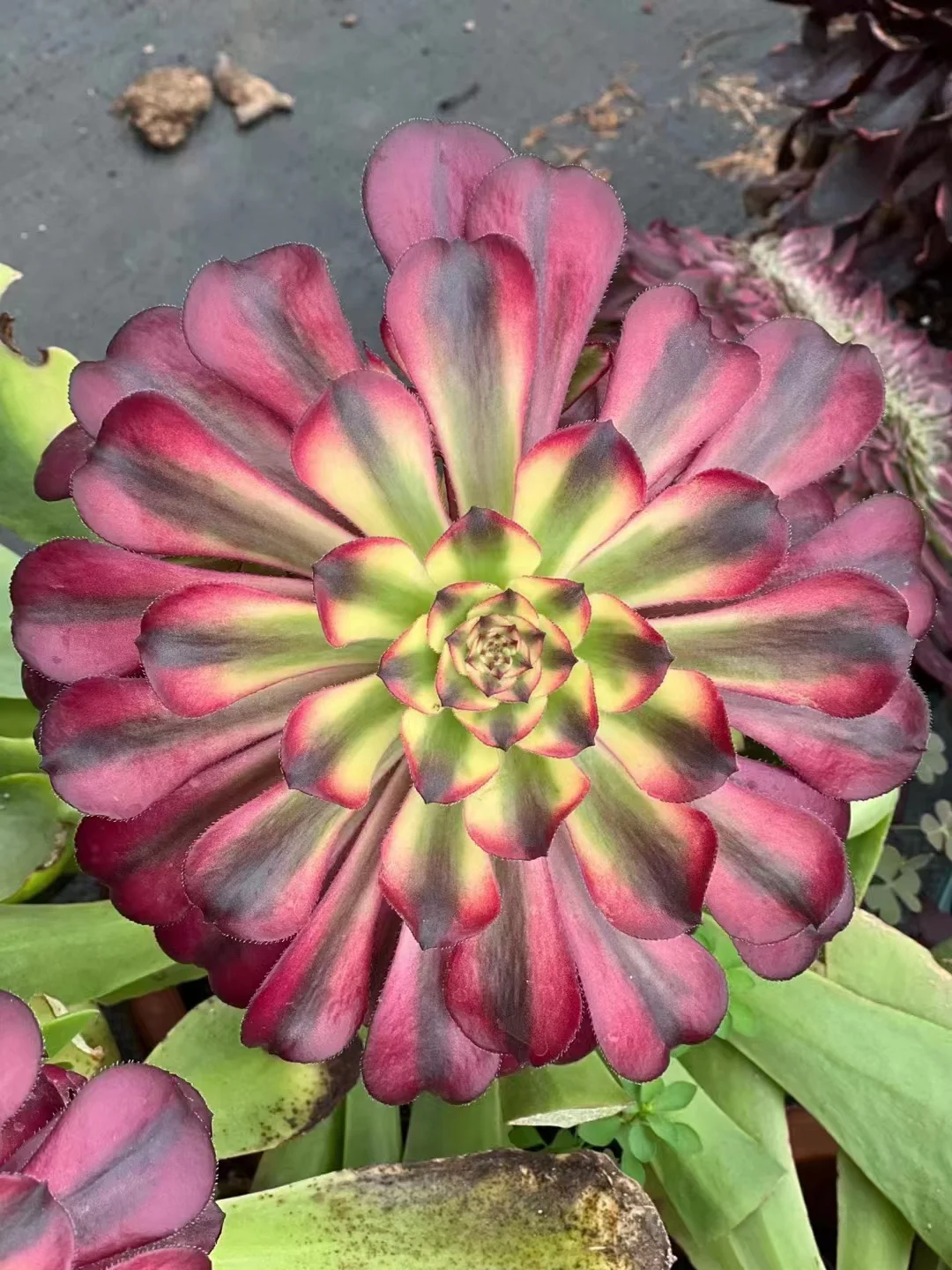 plant Aeonium Echeveria Haworthia  Caudex  Lithops Cactus  Agave 