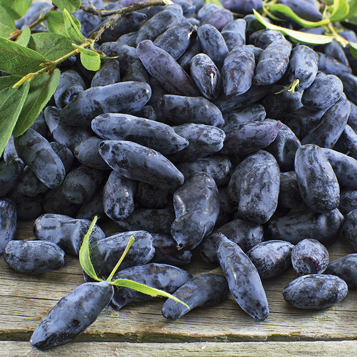 Honeyberry Blueberry Seeds