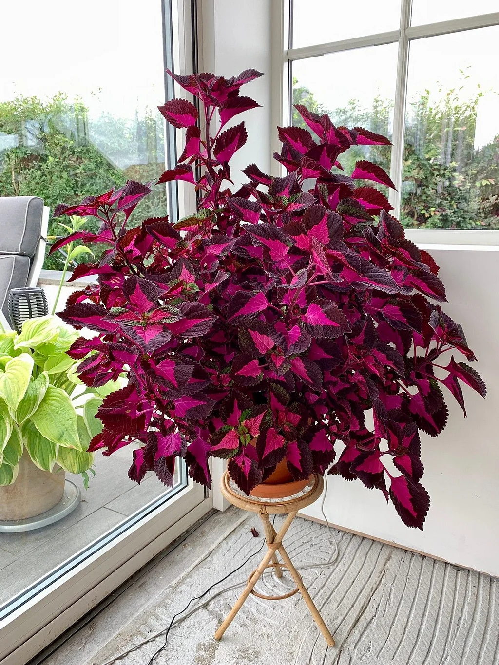 Coleus 'China Rose'