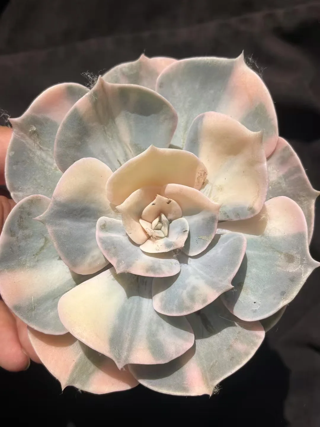 plant Aeonium Echeveria Haworthia  Caudex  Lithops Cactus  Agave 