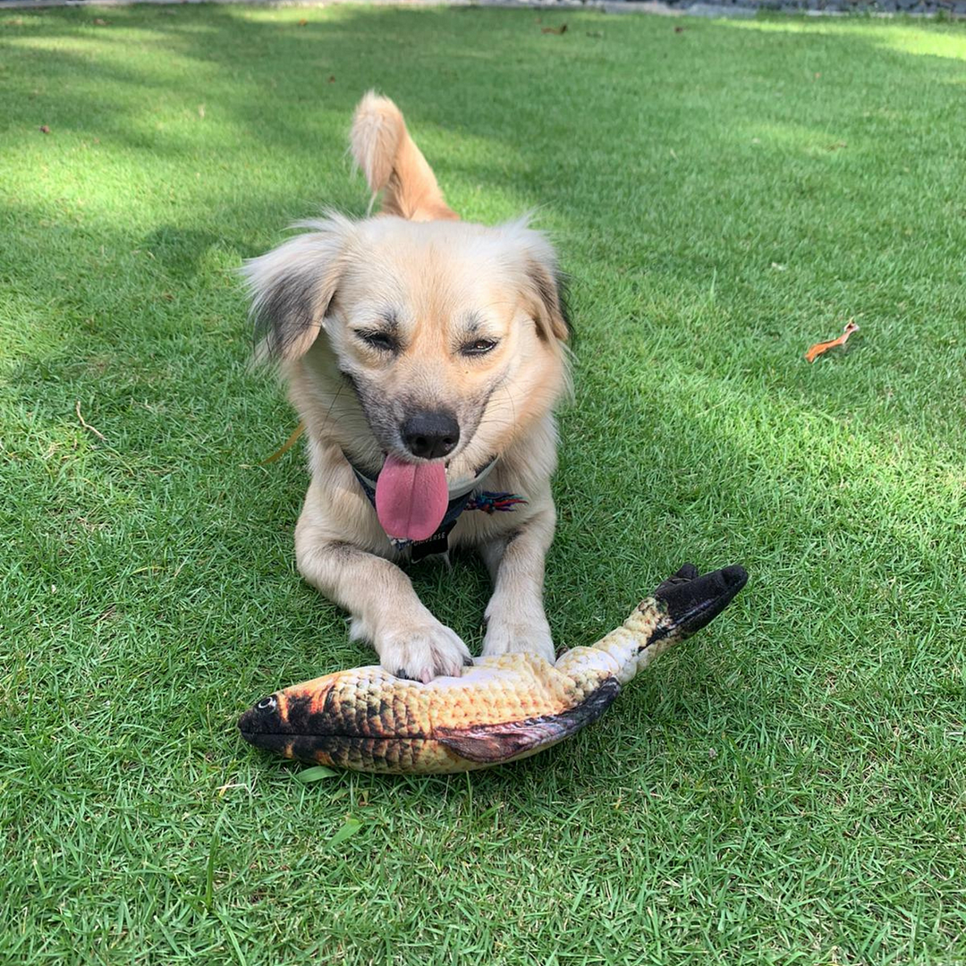 Electric Dog Toy 3D Fish