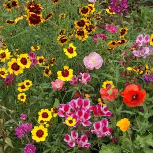 Western Pollinator Flower Seeds Mix JONY PARK