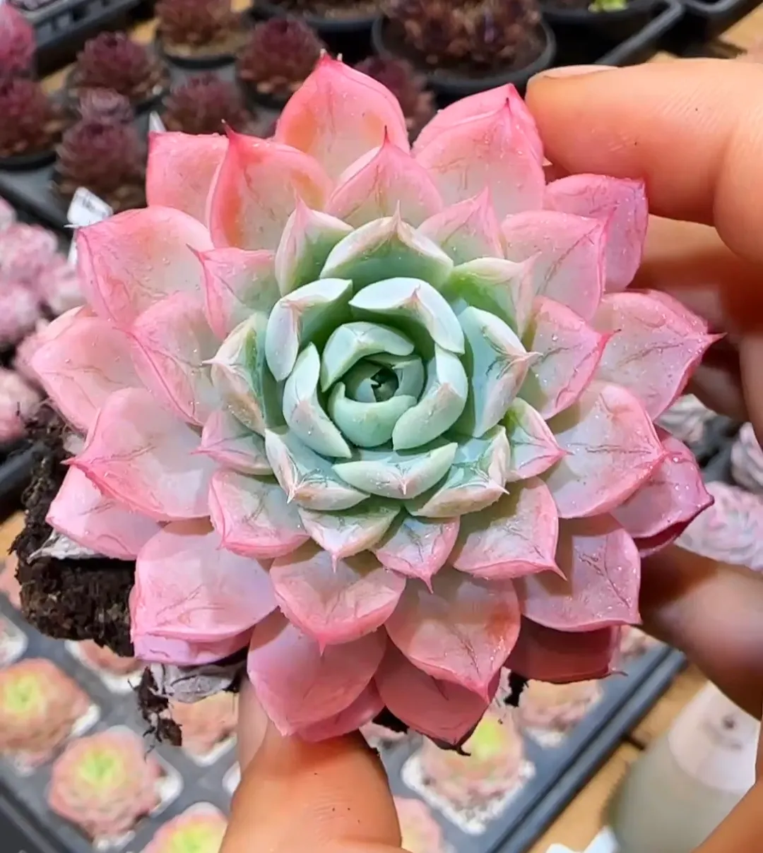 plant Aeonium Echeveria Haworthia  Caudex  Lithops Cactus  Agave 