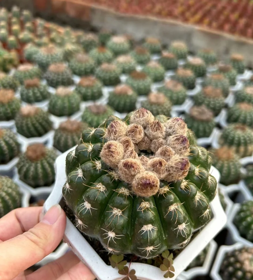 plant Aeonium Echeveria Haworthia  Caudex  Lithops Cactus  Agave 