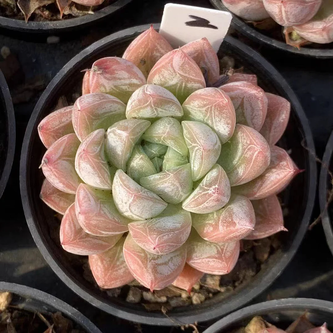 plant Aeonium Echeveria Haworthia  Caudex  Lithops Cactus  Agave 