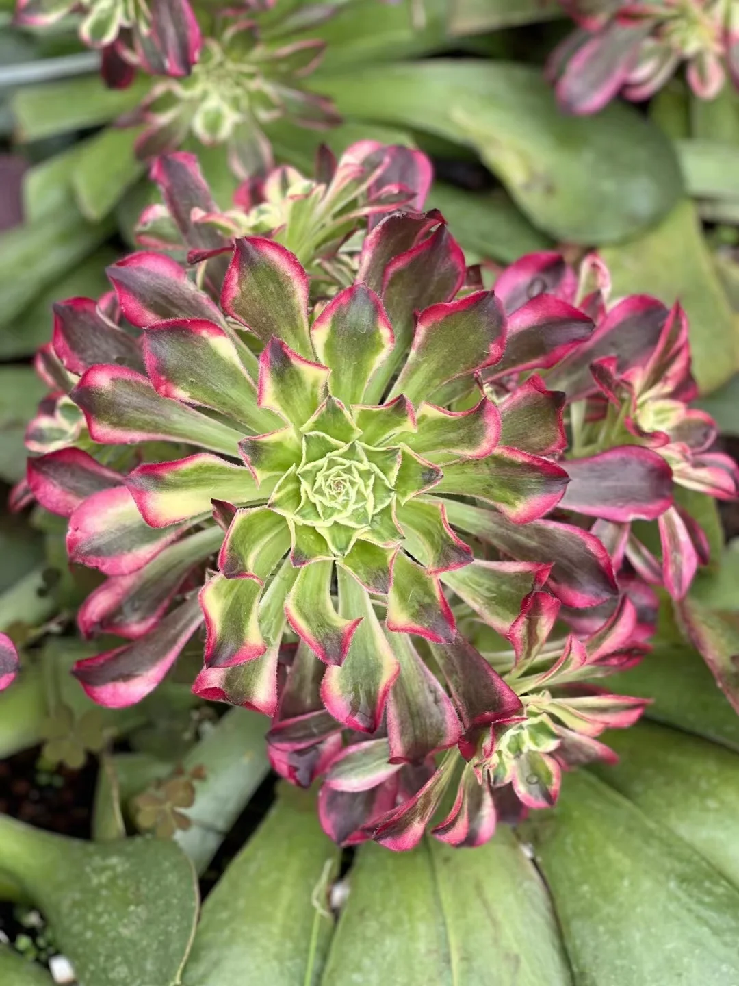 322.Tian he(Green red copper pot white brocade) cluster 15-18cm 8 heads / Aeonium cluster/Aeonium plants / Garden landscape / Carefully select healthy plants