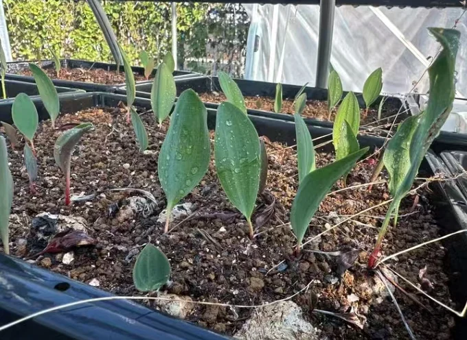 plant Aeonium Echeveria Haworthia  Caudex  Lithops Cactus  Agave 