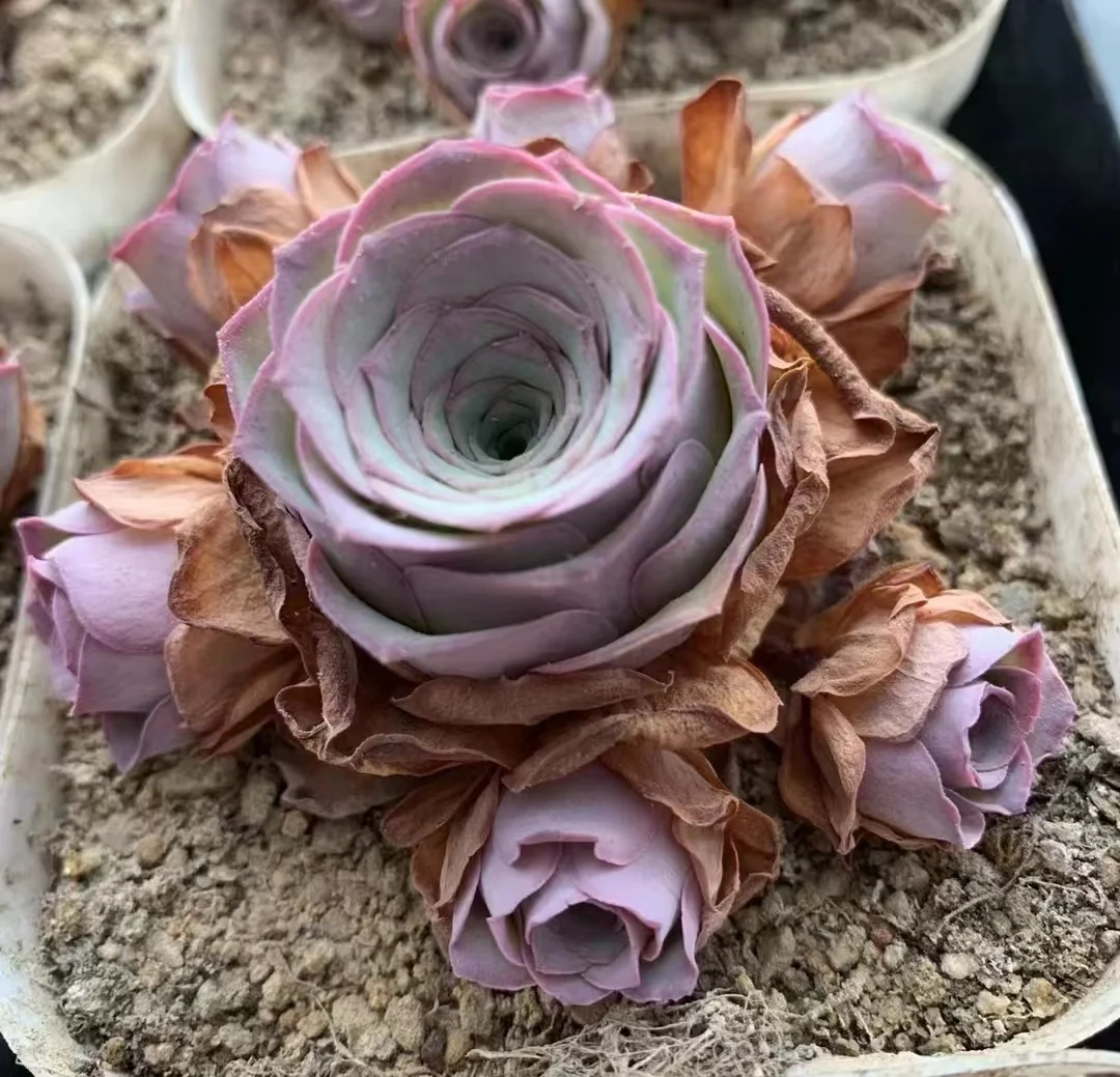 plant Aeonium Echeveria Haworthia  Caudex  Lithops Cactus  Agave 