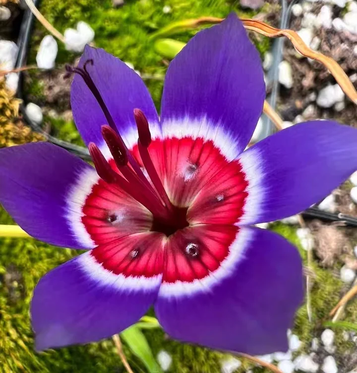 plant Aeonium Echeveria Haworthia  Caudex  Lithops Cactus  Agave 