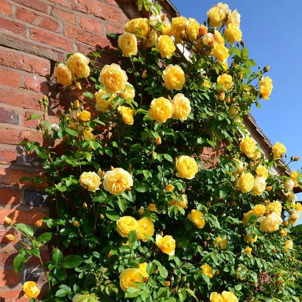 🔥49% OFF 🔥🌱Climbing Rose Seeds