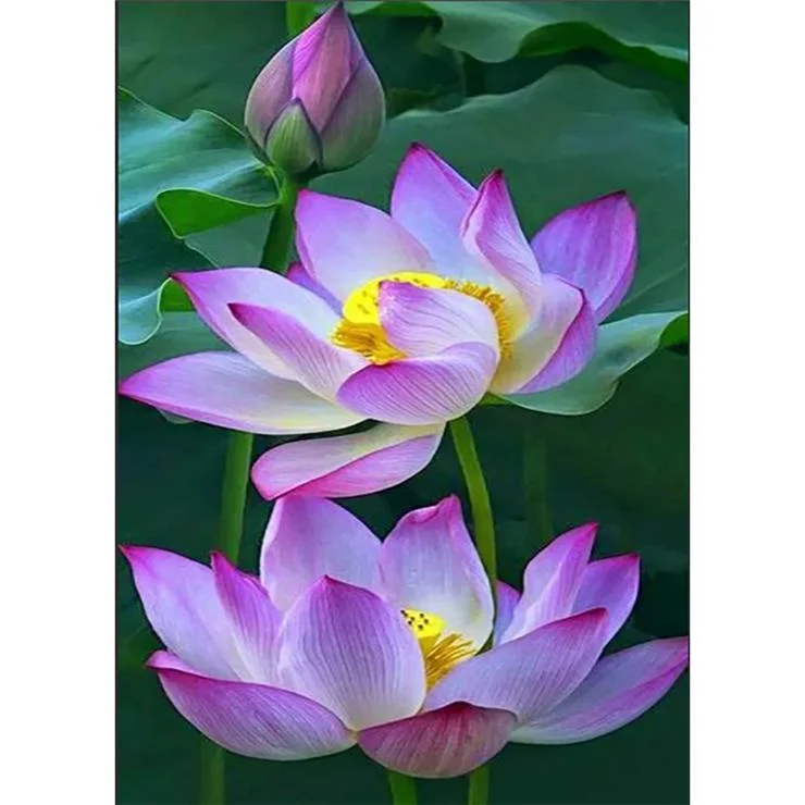 Full Round Diamond Painting Lotus (40*30cm)