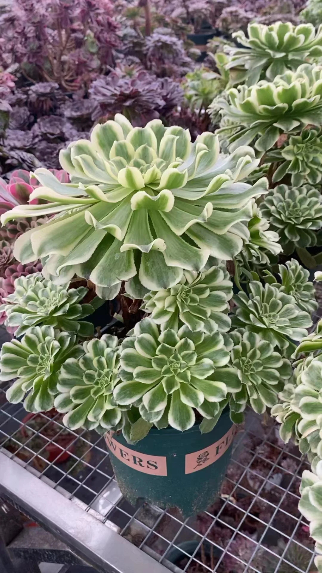171.  Green wave  cluster / Aeonium cluster/ Aeonium plants / Garden landscape / Carefully select healthy plants
