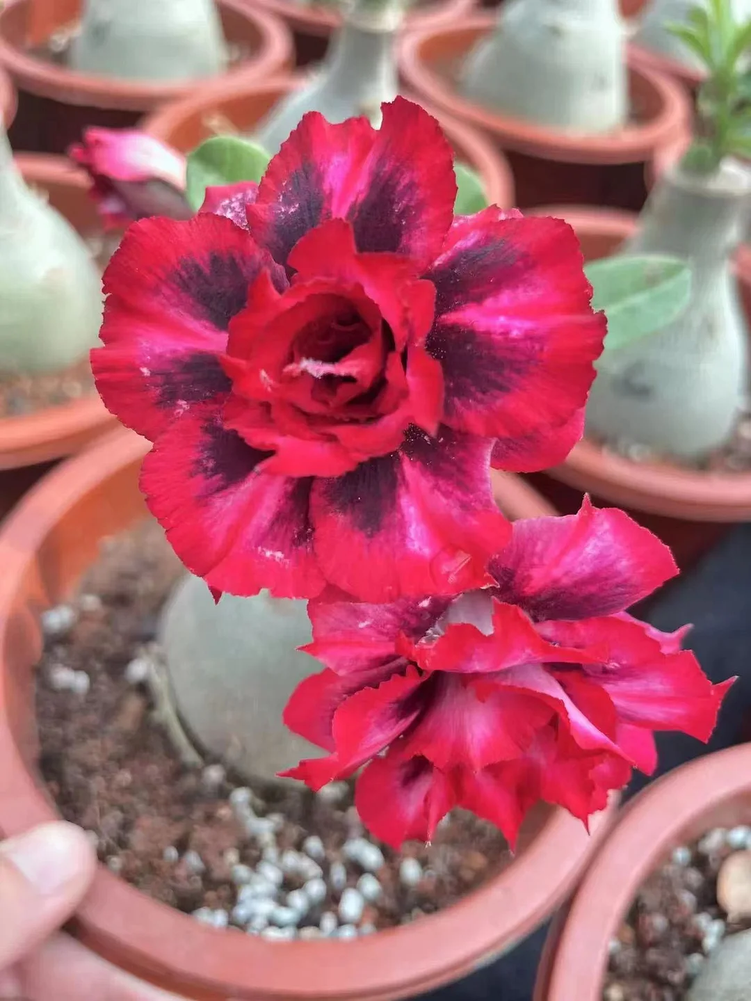 plant Aeonium Echeveria Haworthia  Caudex  Lithops Cactus  Agave 