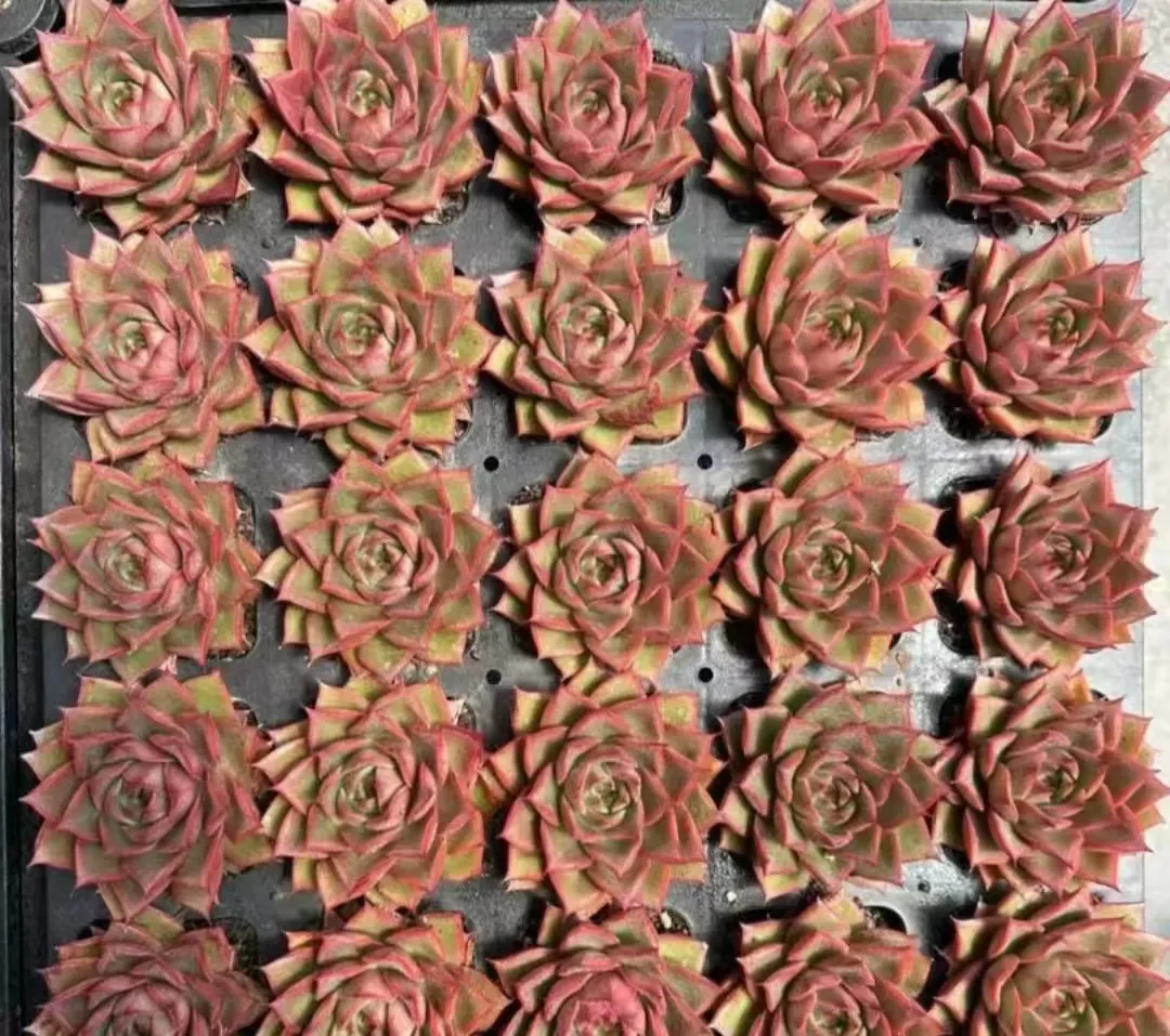 plant Aeonium Echeveria Haworthia  Caudex  Lithops Cactus  Agave 