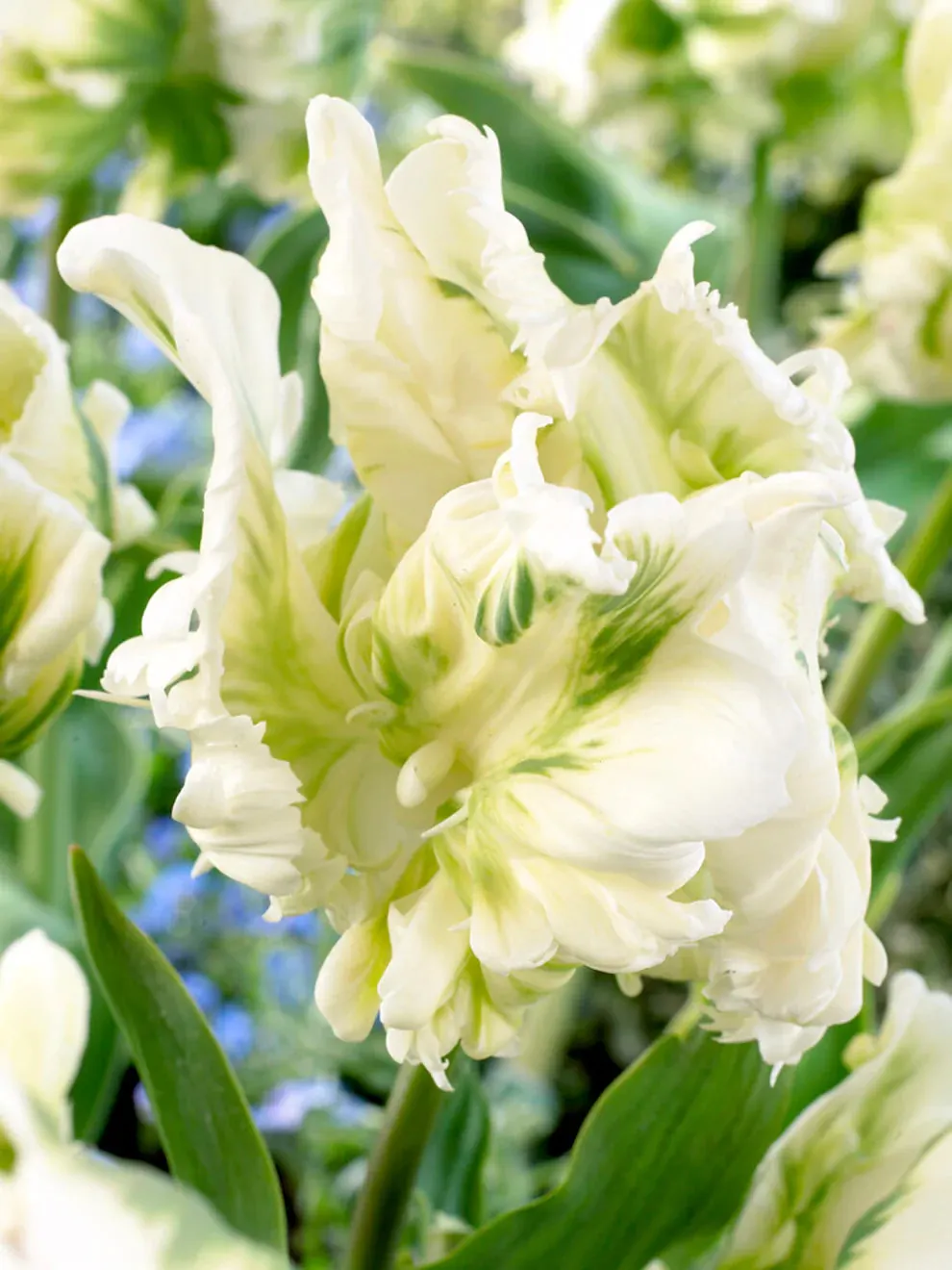 Cabanna Parrot Tulip Seeds