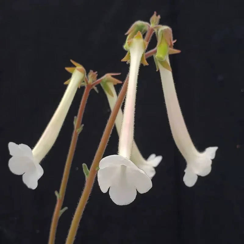 938. sinn.Tubiflora 2-3cm /Caudex/ Succulent plants / Garden landscape / Carefully select healthy plants