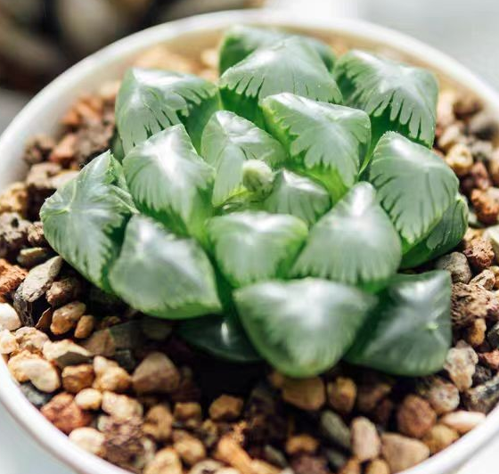 Haworthia91.Haworthia cooperi  Amber 4-5cm/ Haworthia/ Succulent plants / Garden landscape / Carefully select healthy plants