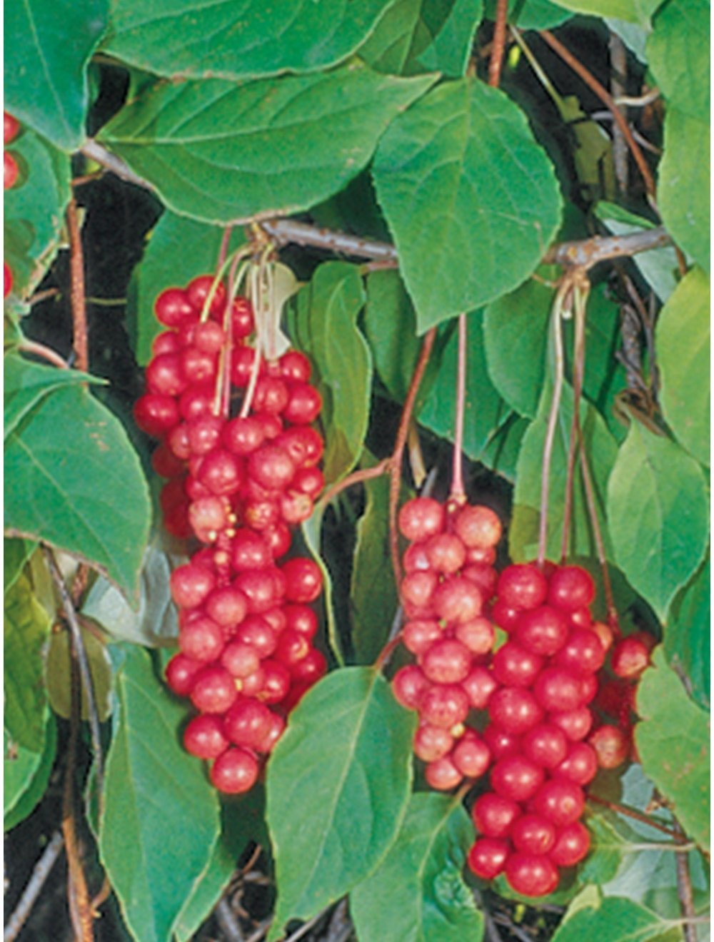 Schisandra Vine, Eastern Prince Jonyparkseed®